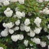 40 Tea Berry Shrub Seeds (Viburnum cassinoides) Witherod TEA LEAF, EDIBLE FRUITS