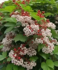 40 Tea Berry Shrub Seeds (Viburnum cassinoides) Witherod TEA LEAF, EDIBLE FRUITS