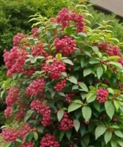 40 Tea Berry Shrub Seeds (Viburnum cassinoides) Witherod TEA LEAF, EDIBLE FRUITS