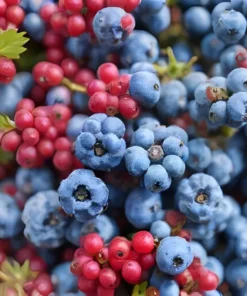 40 Tea Berry Shrub Seeds (Viburnum cassinoides) Witherod TEA LEAF, EDIBLE FRUITS