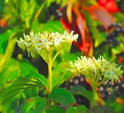 40 Winter Flame Fire Bush Hedge Seeds | Bloodtwig Red Dogwood (Cornus Sanguinea)