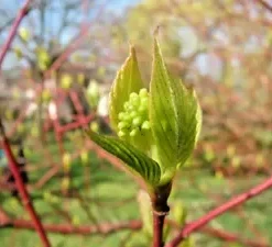 40 Winter Flame Fire Bush Hedge Seeds | Bloodtwig Red Dogwood (Cornus Sanguinea)
