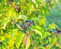 40 Winter Flame Fire Bush Hedge Seeds | Bloodtwig Red Dogwood (Cornus Sanguinea)