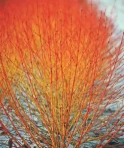 40 Winter Flame Fire Bush Hedge Seeds | Bloodtwig Red Dogwood (Cornus Sanguinea)