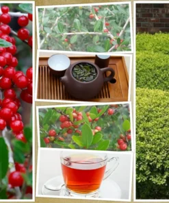 40 Yaupon Holly Bush Hedge Seeds | Ilex vomitoria: USA Native Caffiene Tea Shrub