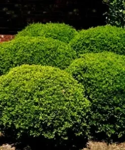 40 Yaupon Holly Bush Hedge Seeds | Ilex vomitoria: USA Native Caffiene Tea Shrub