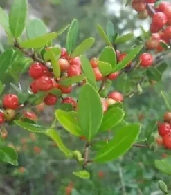 40 Yaupon Holly Bush Hedge Seeds | Ilex vomitoria: USA Native Caffiene Tea Shrub