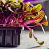 400 BULK Swiss Chard (Magenta Sunset) Seeds for Microgreen Sprouts or Planting