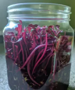 400 BULK Swiss Chard (Magenta Sunset) Seeds for Microgreen Sprouts or Planting