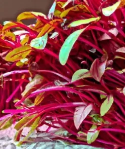 400 BULK Swiss Chard (Magenta Sunset) Seeds for Microgreen Sprouts or Planting