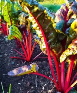 400 BULK Swiss Chard (Magenta Sunset) Seeds for Microgreen Sprouts or Planting