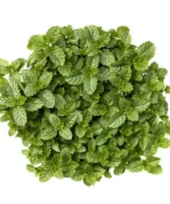 400 Peppermint Seeds Mentha Mint | Non-GMO Heirloom Perennial Herb