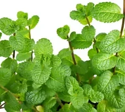 400 Peppermint Seeds Mentha Mint | Non-GMO Heirloom Perennial Herb
