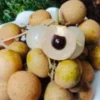 5”- 8” Longan Dimocarpus Fruit Tree Tropical Fruit Fruit Live Plant