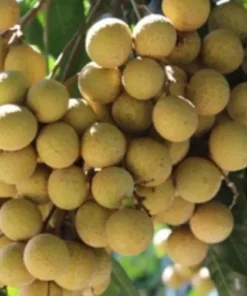 5”- 8” Longan Dimocarpus Fruit Tree Tropical Fruit Fruit Live Plant