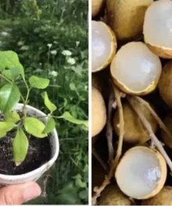 5”- 8” Longan Dimocarpus Fruit Tree Tropical Fruit Fruit Live Plant