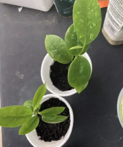 5”-9” Annona Muricata Graviola Soursop Guanabana Potted Starter PLANT Tropical