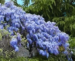 5 Blue Chinese Wisteria Seed Perennial Climbing Flower Vine Shrub