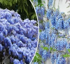 5 Blue Chinese Wisteria Seed Perennial Climbing Flower Vine Shrub