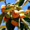 5 Common Persimmon Diospyros virginian Native Edible Fruit Tree Seeds
