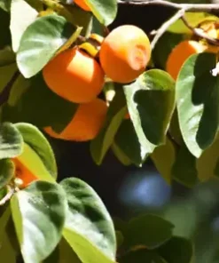 5 Common Persimmon Diospyros virginian Native Edible Fruit Tree Seeds
