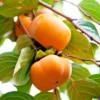 5 Japanese Persimmon Seeds Diospyros kaki | Edible Fruit Tree, USA