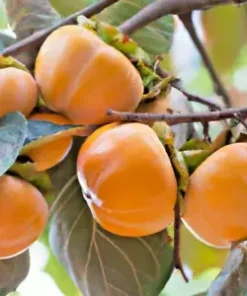 5 Japanese Persimmon Seeds Diospyros kaki | Edible Fruit Tree, USA