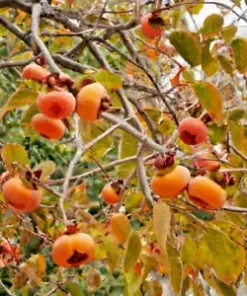 5 Japanese Persimmon Seeds Diospyros kaki | Edible Fruit Tree, USA