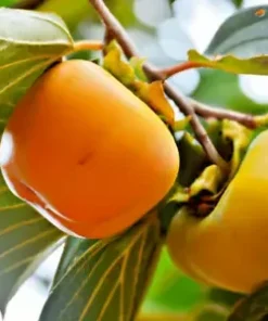 5 Japanese Persimmon Seeds Diospyros kaki | Edible Fruit Tree, USA