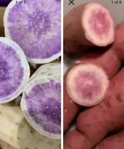 5 Okinawa Sweet Potato Slips + 5 Radiosa Sweet Potato Slips