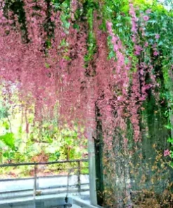 5 Pink Coral Vine Flower Seeds | Mexican Creeper | Vining, Creeping, RARE, 40 ft