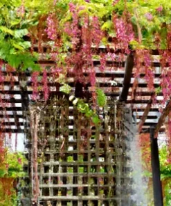 5 Pink Coral Vine Flower Seeds | Mexican Creeper | Vining, Creeping, RARE, 40 ft