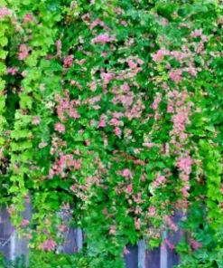 5 Pink Coral Vine Flower Seeds | Mexican Creeper | Vining, Creeping, RARE, 40 ft
