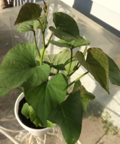 5 Plants In A Cup - Beauregard Sweet Potato Plants