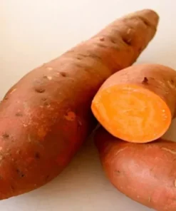 5 Plants In A Cup - Beauregard Sweet Potato Plants