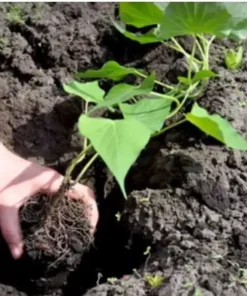 5 Plants In A Cup - Beauregard Sweet Potato Plants