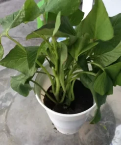 5 Plants In A Cup - Purple Okinawa Sweet Potato Plants
