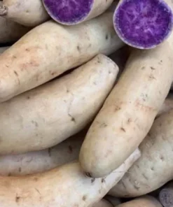 5 Plants In A Cup - Purple Okinawa Sweet Potato Plants