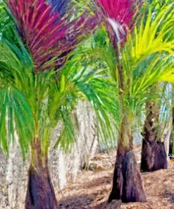 5 Red Crownshaft Palm Seeds (Areca Vestiaria, Red) EXOTIC PLANT Indoor, Outdoor