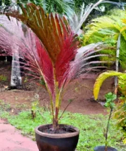 5 Red Crownshaft Palm Seeds (Areca Vestiaria, Red) EXOTIC PLANT Indoor, Outdoor