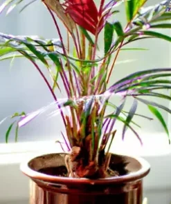 5 Red Crownshaft Palm Seeds (Areca Vestiaria, Red) EXOTIC PLANT Indoor, Outdoor