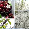 5 Sand Cherry Seeds (Prunus pumila) Edible Fruit Tree Shrub
