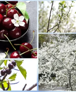 5 Sand Cherry Seeds (Prunus pumila) Edible Fruit Tree Shrub USA