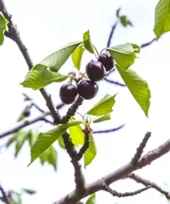 5 Sand Cherry Seeds (Prunus pumila) Edible Fruit Tree Shrub USA