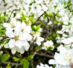 5 Sand Cherry Seeds (Prunus pumila) Edible Fruit Tree Shrub USA