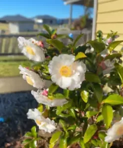 5 Tea Shrub Seeds (Camellia sinensis) | Black, White, Green Tea Leaf Tree Plant