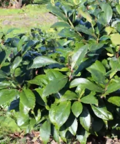 5 Tea Shrub Seeds (Camellia sinensis) | Black, White, Green Tea Leaf Tree Plant
