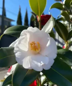 5 Tea Shrub Seeds (Camellia sinensis) | Black, White, Green Tea Leaf Tree Plant