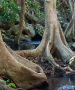 5 Water Tupelo Tree Seeds (Nyssa aquatica) | Giant Long-Living Honey Sap Trees