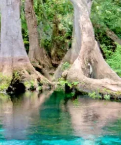 5 Water Tupelo Tree Seeds (Nyssa aquatica) | Giant Long-Living Honey Sap Trees